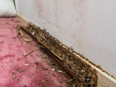 About water damage cleanup - ceiling water damage repair experts in Birmingham
